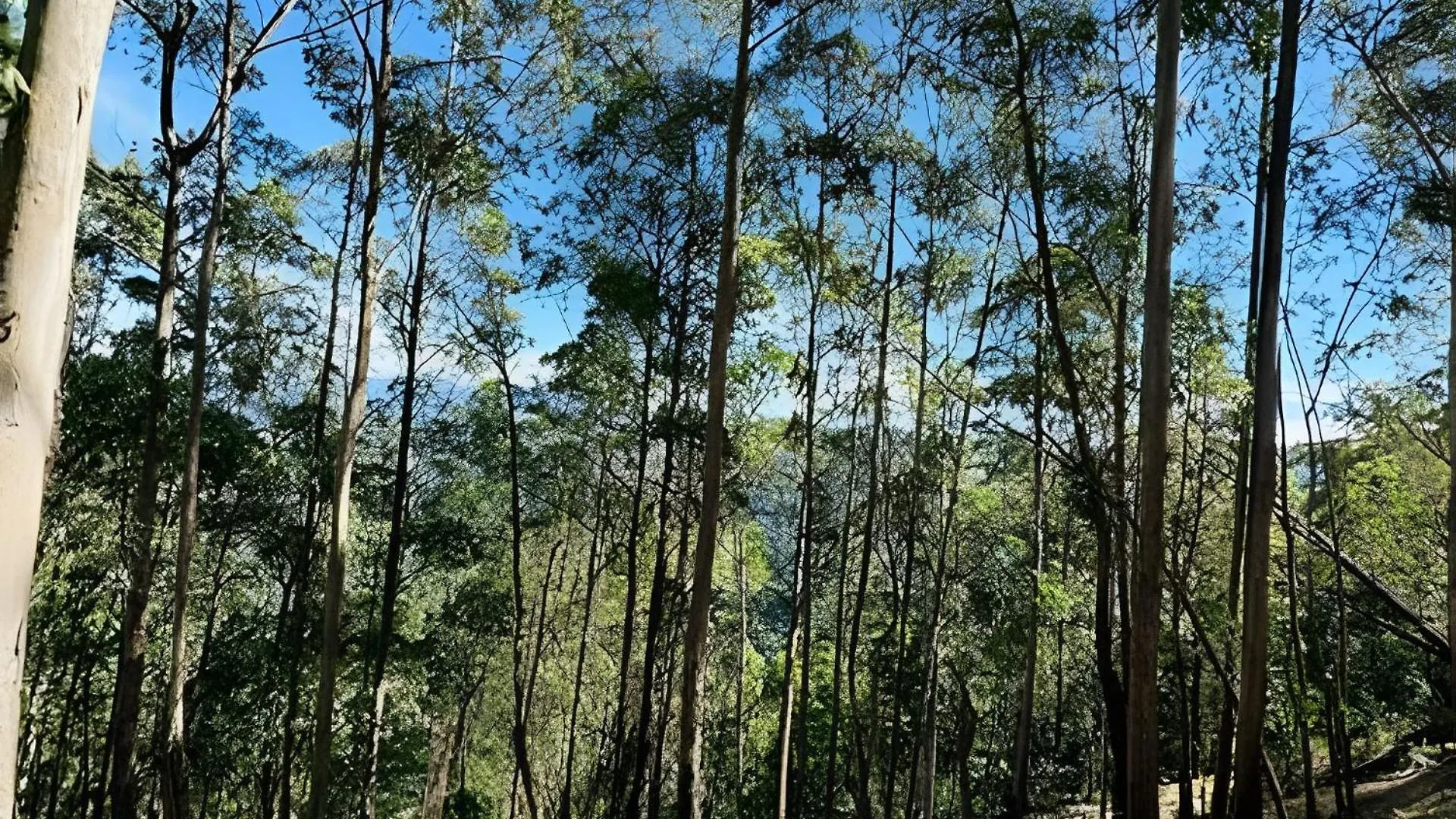 Chalet Chale Das Cerejeiras, Charme E Vista Incrivel Campos do Jordao